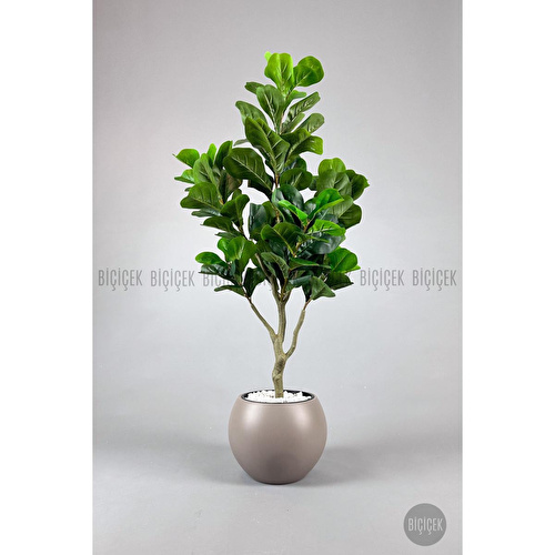 Biçiçek Keman Yapraklı Kauçuk Bitkisi Fiddle Lyrata Küre Saksı 150 Cm Kahverengi