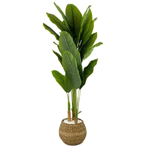 Biçiçek Muz Ağacı 170cm Geoit Hasır Saksıda