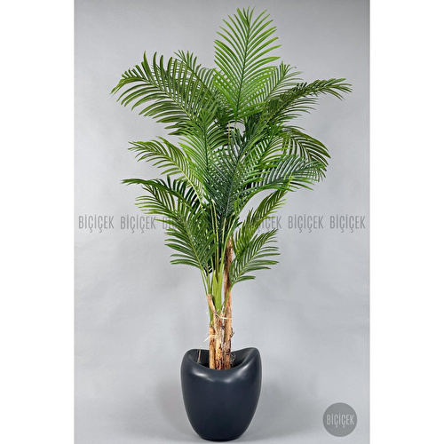Biçiçek Areka Ağacı 220-240 Cm Grifiber1