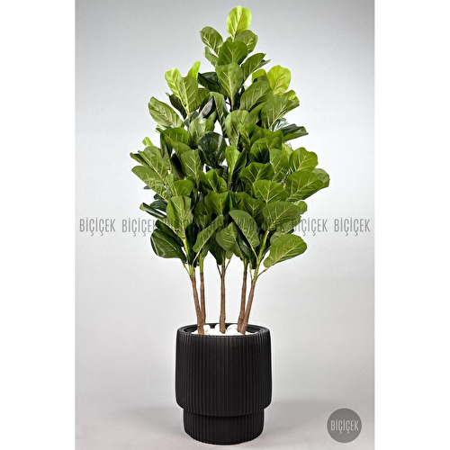 Biçiçek Keman Yapraklı Kauçuk Bitkisi Gala Saksıda Fiddle Lyrata 5
