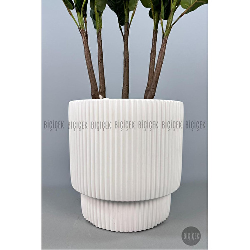 Biçiçek Keman Yapraklı Kauçuk Bitkisi Gala Saksıda Fiddle Lyrata 1