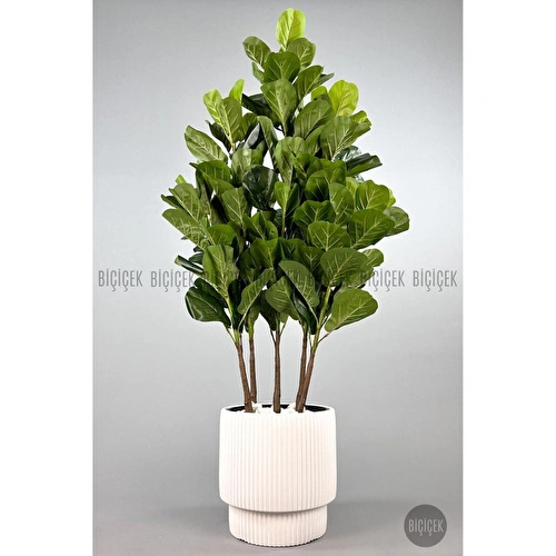 Biçiçek Keman Yapraklı Kauçuk Bitkisi Gala Saksıda Fiddle Lyrata 1