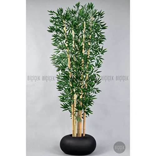 Biçiçek Zen Bambu Ağacı 220-240 Cm Fiber Saksıda Siyahfiber1 Biçiçek Zen Bambu Ağacı 220-240 Cm Fiber Saksıda Siyahfiber1