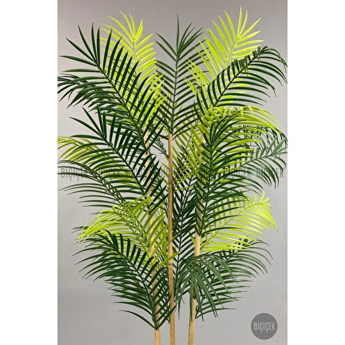 Biçiçek 120cm Areka Ağacı 24 Yapraklı Küre Saksıda 3 Biçiçek 120cm Areka Ağacı 24 Yapraklı Küre Saksıda 3