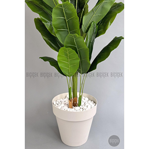 Biçiçek Yapay Ağaç Starliçe Bambu Gövdeli 220cm Büyük Boy Kırıkbeyaz Renk Yalı Saksıda Biçiçek Yapay Ağaç Starliçe Bambu Gövdeli 220cm Büyük Boy Kırıkbeyaz Renk Yalı Saksıda