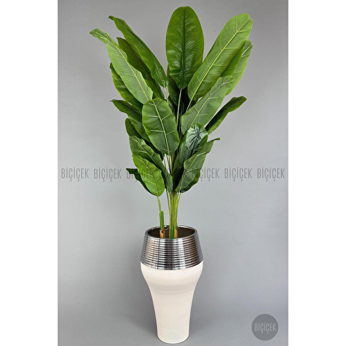 Biçiçek 220cm Starliçe Bitkisi Cleopatra Saksıda Krem Gümüş Biçiçek 220cm Starliçe Bitkisi Cleopatra Saksıda Krem Gümüş