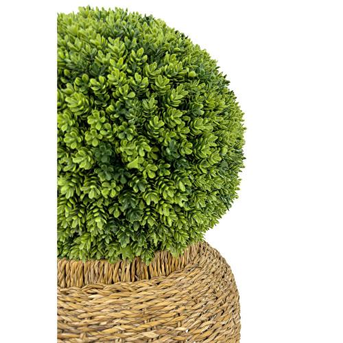 Biçiçek Luxury Şimşir Ağacı 100cm Hasır Saksıda Bohem3