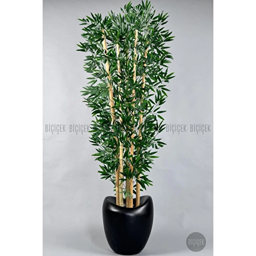 Biçiçek Zen Bambu Ağacı 220-240 Cm Fiber Saksıda Siyahfiber2 Biçiçek Zen Bambu Ağacı 220-240 Cm Fiber Saksıda Siyahfiber2