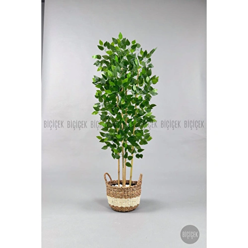 Biçiçek Yapay Benjamin Ağacı 170cm Siyah Şeritli Hasır Saksıda