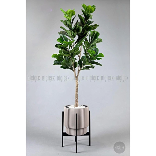 Biçiçek Keman Yapraklı Kauçuk Bitkisi Fiddle Lyrata Gala Saksı 175-200 Cm Kahverengi-siyah