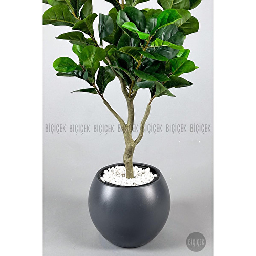 Biçiçek Keman Yapraklı Kauçuk Bitkisi Fiddle Lyrata Küre Saksı 150 Cm Antresit
