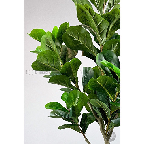 Biçiçek Keman Yapraklı Kauçuk Bitkisi Fiddle Lyrata Küre Saksı 150 Cm Antresit