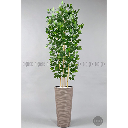 Biçiçek Yapay Benjamin Ağacı 180 Cm Yoğun Yapraklı Bambu Gövdeli Bej Renk Kumsal Saksıda Biçiçek Yapay Benjamin Ağacı 180 Cm Yoğun Yapraklı Bambu Gövdeli Bej Renk Kumsal Saksıda