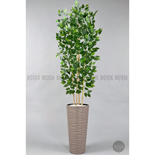Biçiçek Yapay Benjamin Ağacı 180 Cm Yoğun Yapraklı Bambu Gövdeli Bej Renk Kumsal Saksıda
