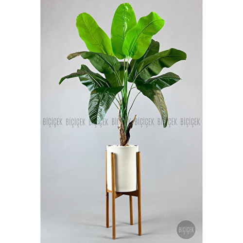 Biçiçek Muz Ağacı Tek Gövde 125-175 Cm Çok Renkli