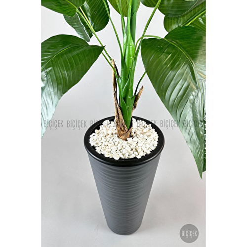 Biçiçek Muz Ağacı Tek Gövde 125-175 Cm Gri Biçiçek Muz Ağacı Tek Gövde 125-175 Cm Gri