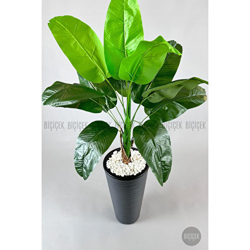 Biçiçek Muz Ağacı Tek Gövde 125-175 Cm Gri Biçiçek Muz Ağacı Tek Gövde 125-175 Cm Gri