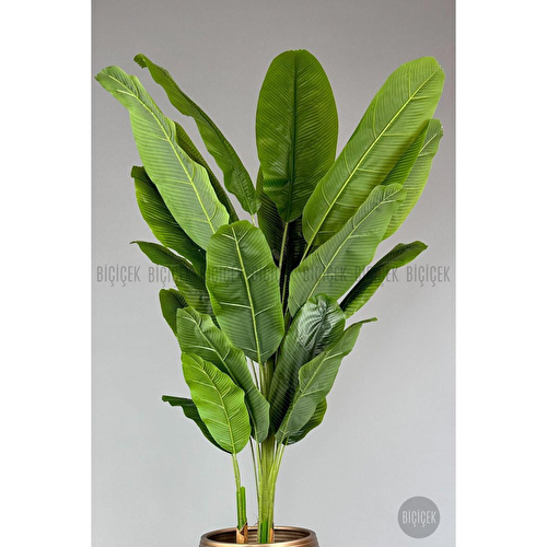 Biçiçek 220cm Starliçe Bitkisi Cleopatra Saksıda Siyah Gold Biçiçek 220cm Starliçe Bitkisi Cleopatra Saksıda Siyah Gold