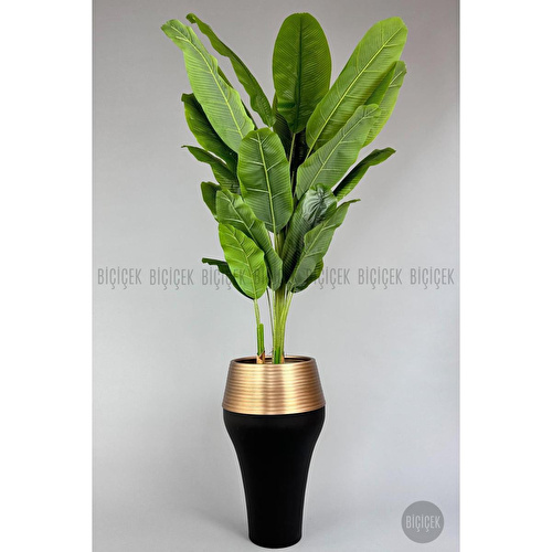 Biçiçek 220cm Starliçe Bitkisi Cleopatra Saksıda Siyah Gold