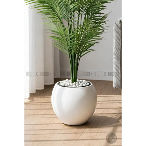 Biçiçek Areka Ağaci 24 Yaprakli 130 Cm Küre Saksida Beyaz Biçiçek Areka Ağaci 24 Yaprakli 130 Cm Küre Saksida Beyaz