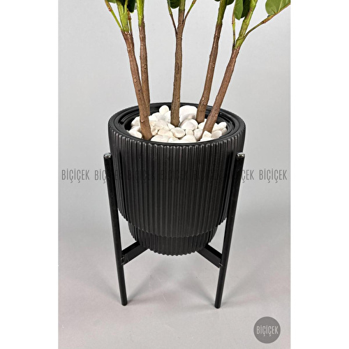 Biçiçek Keman Yapraklı Kauçuk Bitkisi Gala Saksıda Fiddle Lyrata 6 Biçiçek Keman Yapraklı Kauçuk Bitkisi Gala Saksıda Fiddle Lyrata 6