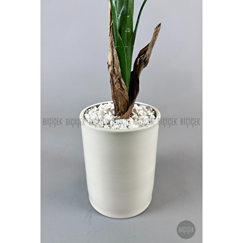 Biçiçek Muz Ağacı Tek Gövde 125-175 Cm Krem Biçiçek Muz Ağacı Tek Gövde 125-175 Cm Krem