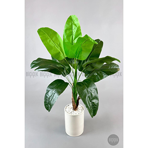 Biçiçek Muz Ağacı Tek Gövde 125-175 Cm Krem Biçiçek Muz Ağacı Tek Gövde 125-175 Cm Krem