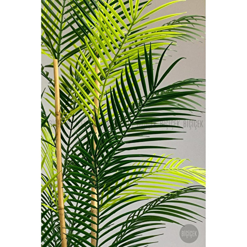 Biçiçek 115cm Areka Ağacı 24 Yapraklı Yakut Saksıda 2