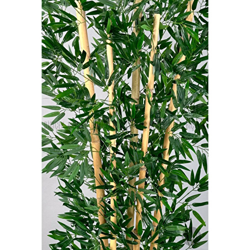 Biçiçek Zen Bambu Ağacı 220-240 Cm Fiber Saksıda Grifiber1 Biçiçek Zen Bambu Ağacı 220-240 Cm Fiber Saksıda Grifiber1