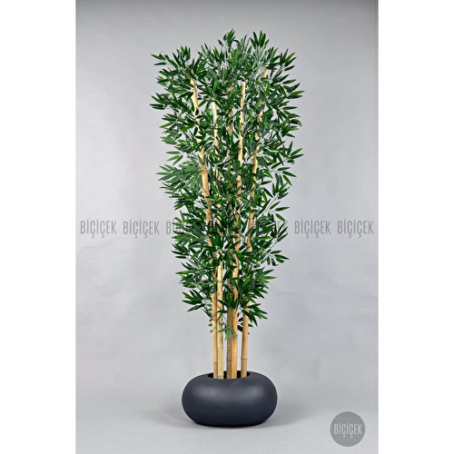 Biçiçek Zen Bambu Ağacı 220-240 Cm Fiber Saksıda Grifiber1 Biçiçek Zen Bambu Ağacı 220-240 Cm Fiber Saksıda Grifiber1