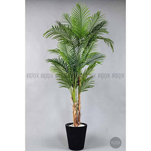 Biçiçek Areka Ağacı 220-240 Cm Siyahluna