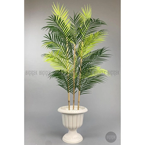 Biçiçek 125cm Areka Ağacı 24 Yapraklı Nergiz Saksıda 2