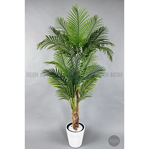 Biçiçek Areka Ağacı 220-240 Cm Beyazluna