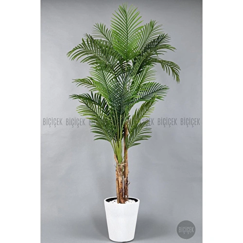 Biçiçek Areka Ağacı 220-240 Cm Beyazluna