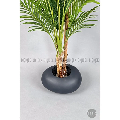 Biçiçek Areka Ağacı 220-240 Cm Grifiber2