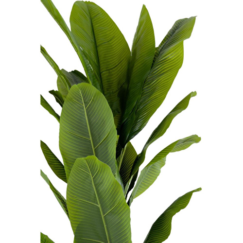 Biçiçek Muz Ağacı 200cm Krem Gümüş Metal Saksıda Biçiçek Muz Ağacı 200cm Krem Gümüş Metal Saksıda