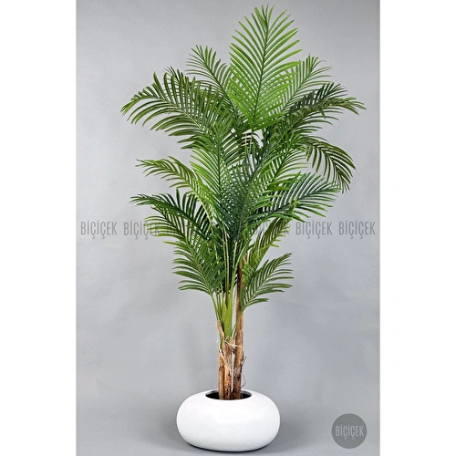 Biçiçek Areka Ağacı 220-240 Cm Beyazfiber2