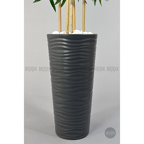 Biçiçek Yapay Bambu Ağacı 185cm Büyük Yapraklı 5 Bambulu Antrasit Renk Kumsal Saksıda Yapay Ağaç Biçiçek Yapay Bambu Ağacı 185cm Büyük Yapraklı 5 Bambulu Antrasit Renk Kumsal Saksıda Yapay Ağaç