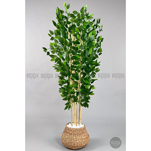 Biçiçek Yapay Benjamin Ağacı 170cm Hasır Geoit Saksıda