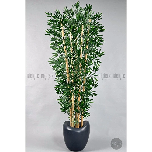Biçiçek Zen Bambu Ağacı 220-240 Cm Fiber Saksıda Grifiber2