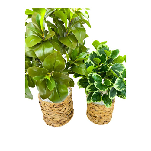 Biçiçek Şans Bitkisi 70ve50cm Hasır Saksıda Biçiçek Şans Bitkisi 70ve50cm Hasır Saksıda