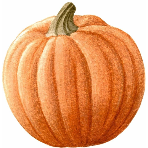 Maxxdeco Supla Servis- 11318