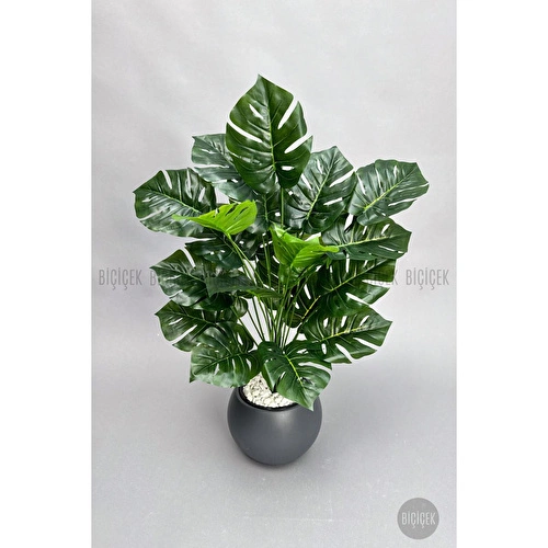 Biçiçek Monstera Bitkisi 65 Cm Küre Saksıda