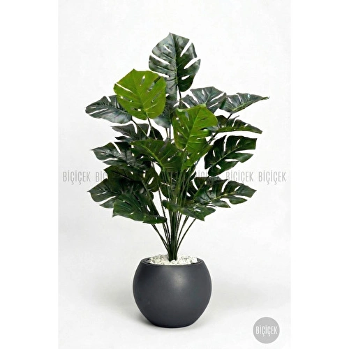 Biçiçek Monstera Bitkisi 65 Cm Küre Saksıda