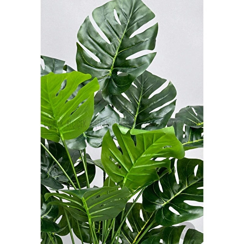 Biçiçek Monstera Bitkisi Krem Örgülü Hasır Saksıda