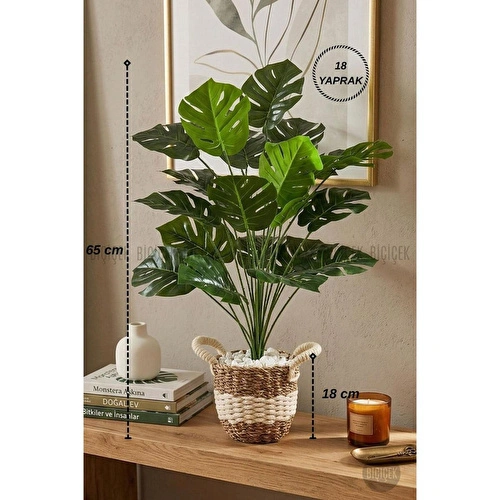 Biçiçek Monstera Bitkisi Krem Örgülü Hasır Saksıda