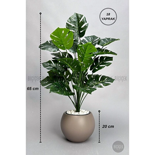 Biçiçek Monstera Bitkisi 65 Cm Küre Saksıda