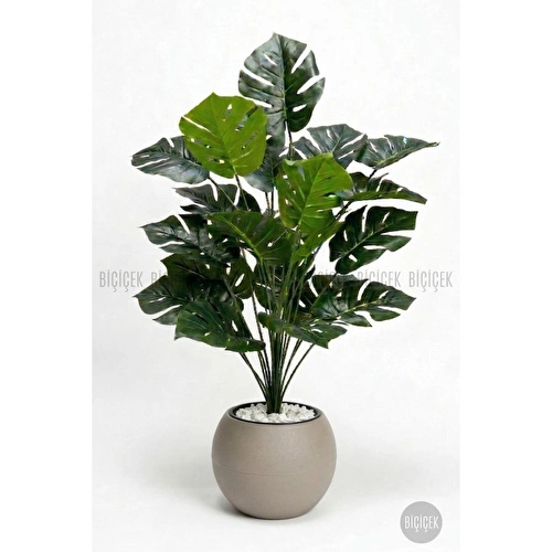 Biçiçek Monstera Bitkisi 65 Cm Küre Saksıda