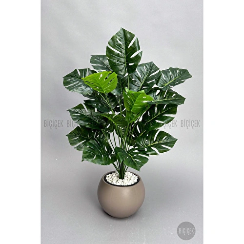 Biçiçek Monstera Bitkisi 65 Cm Küre Saksıda