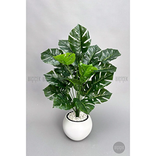 Biçiçek Monstera Bitkisi 65 Cm Küre Saksıda